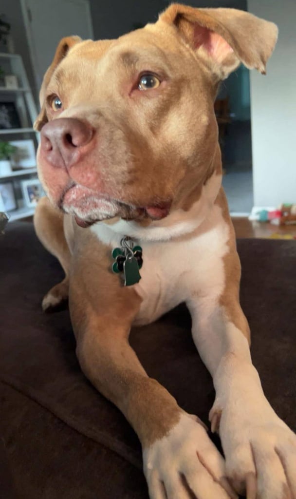 Staffordshire Puppies 