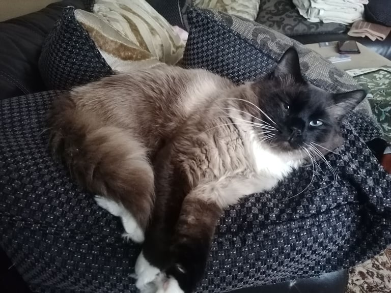 Male Ragdoll cat