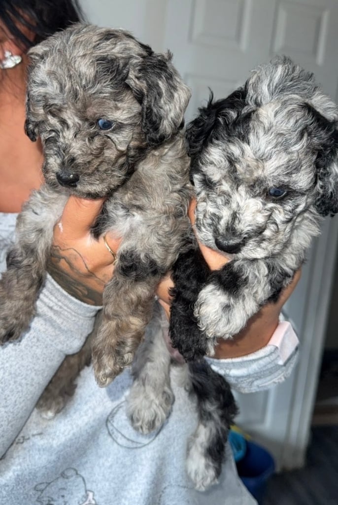 image for Fb1 bedipoo merl puppies