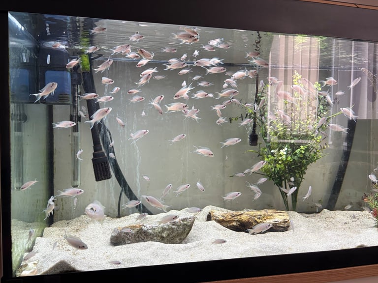 Fairy cichlids (bricardi tanganikya) 