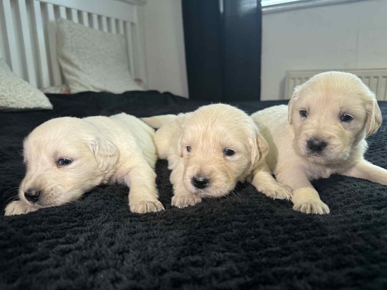 3 Golden Retriver Puppy’s 