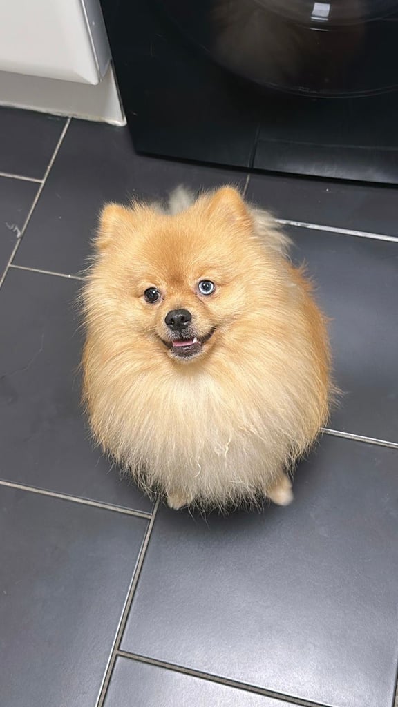 Adorable Orange 13 month Pomeranian