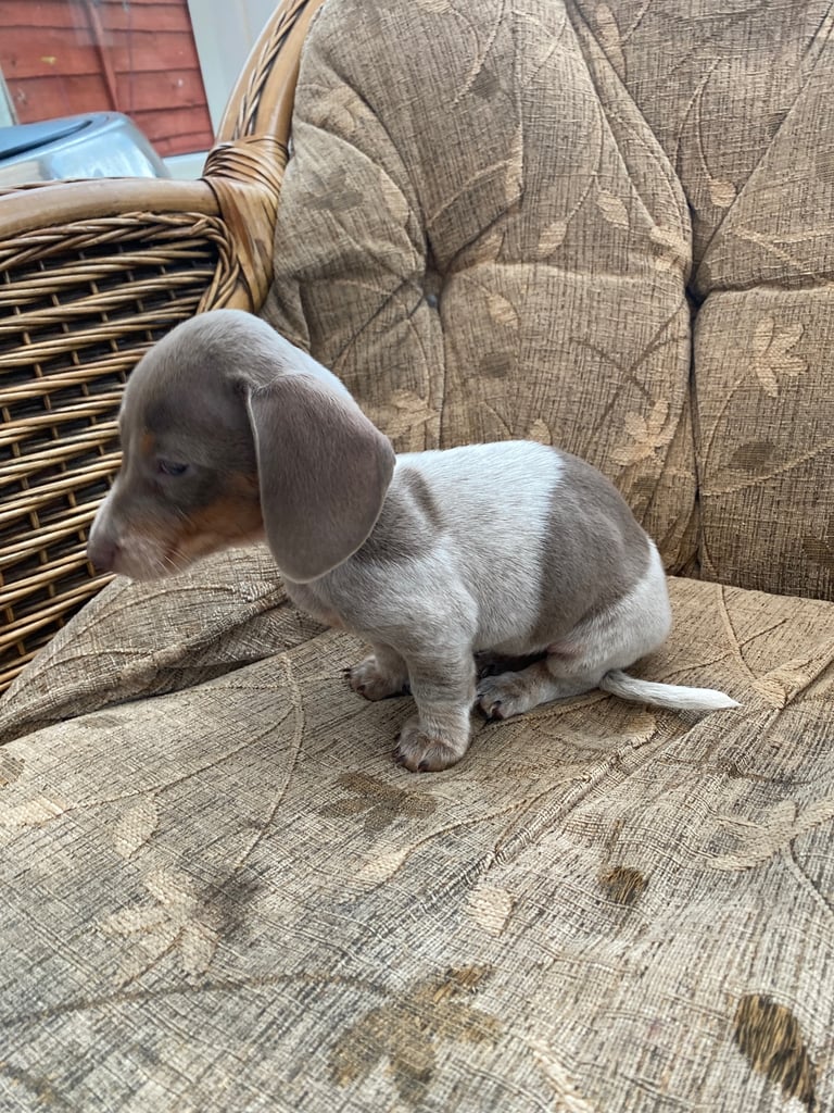 Miniature Dachshund puppies,