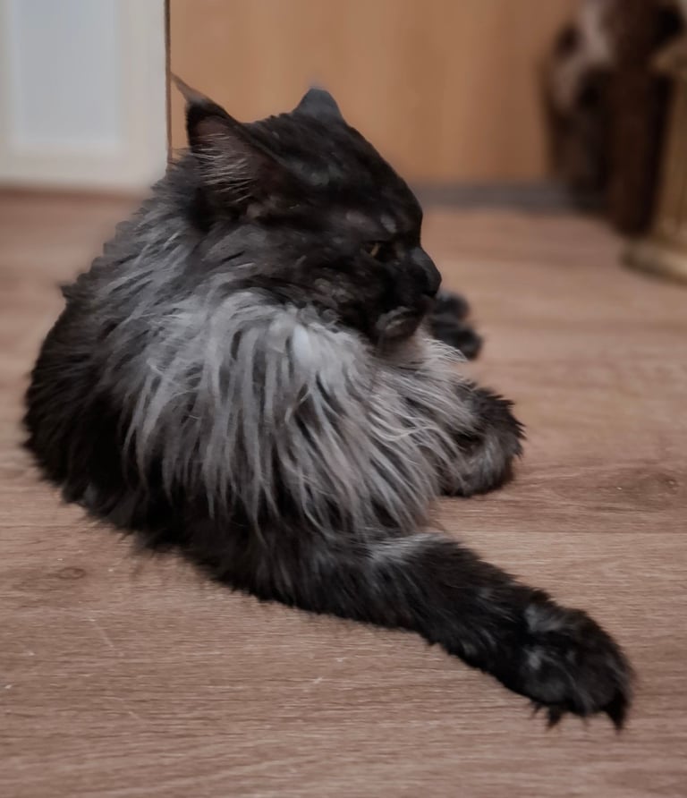 Affectionate Maine Coon Kitten Boy – Ready for His Forever Home