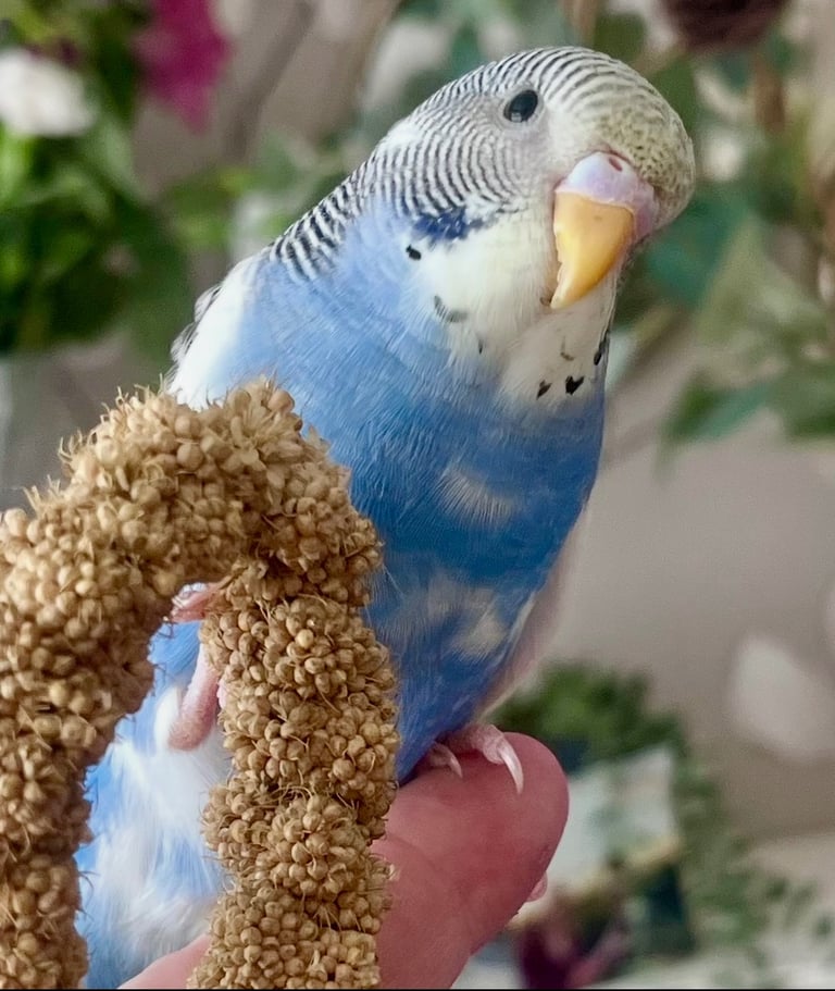 Baby Budgies
