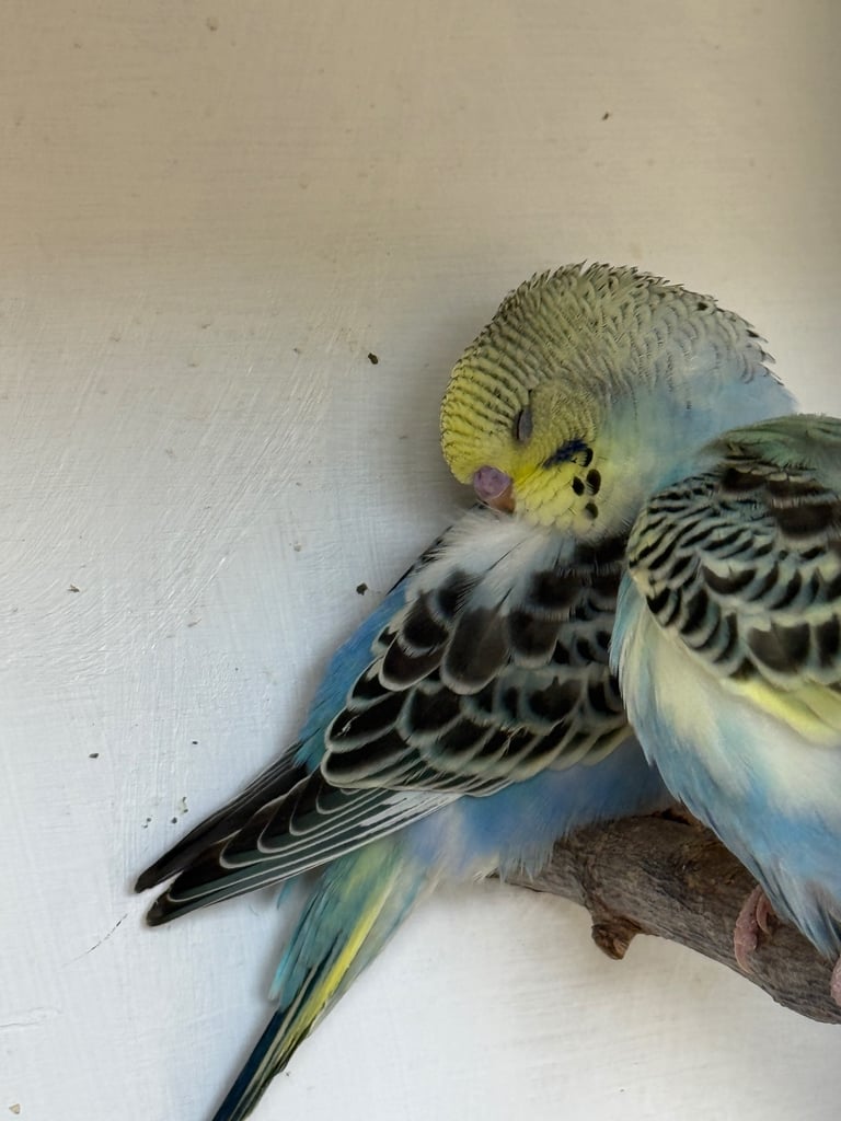 image for Baby Budgies (8 weeks old 7/11)