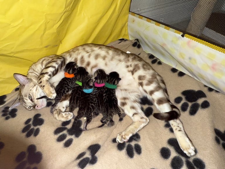 Beautiful Bengal Kittens 