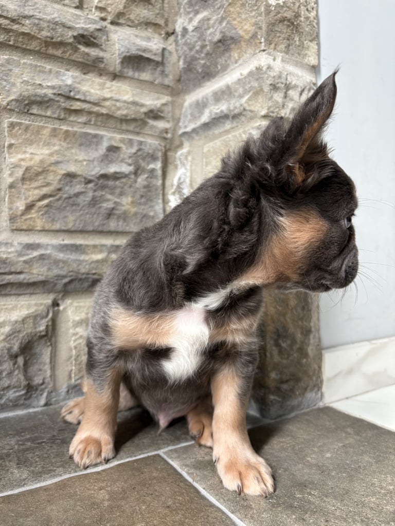 1 Full-Fluffy French Bulldogs FOR SALE