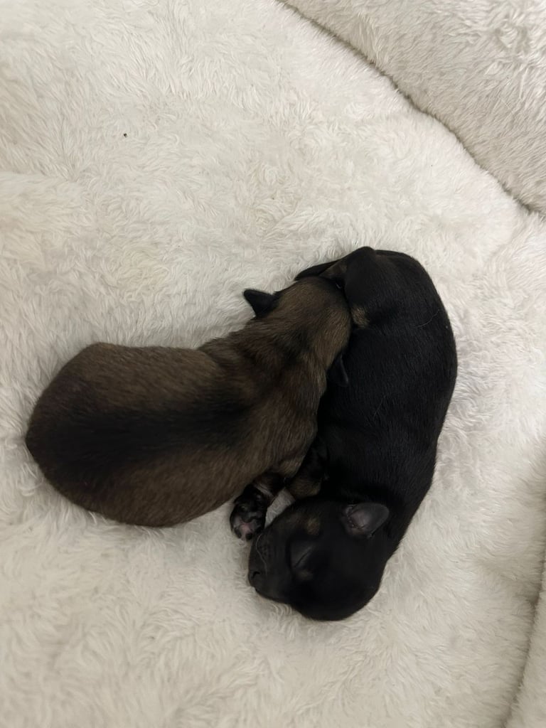 Chihuahua long hair 