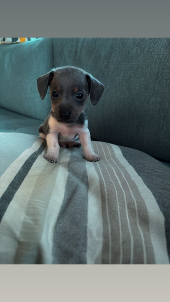 Based in crook county durhamMicro mini dachshunds 