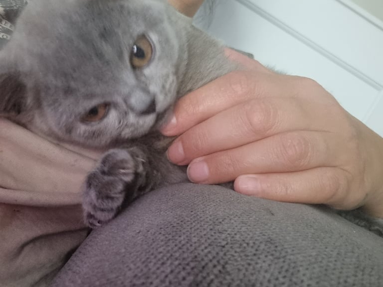 British shorthair kittens