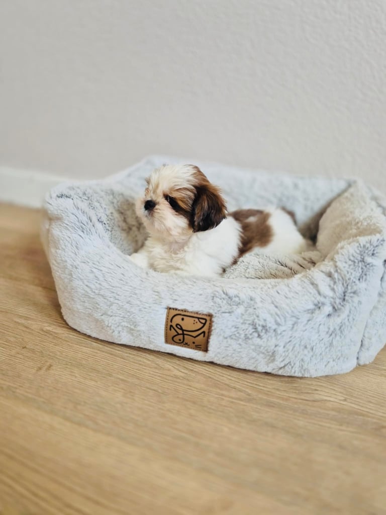 Shihtzu
