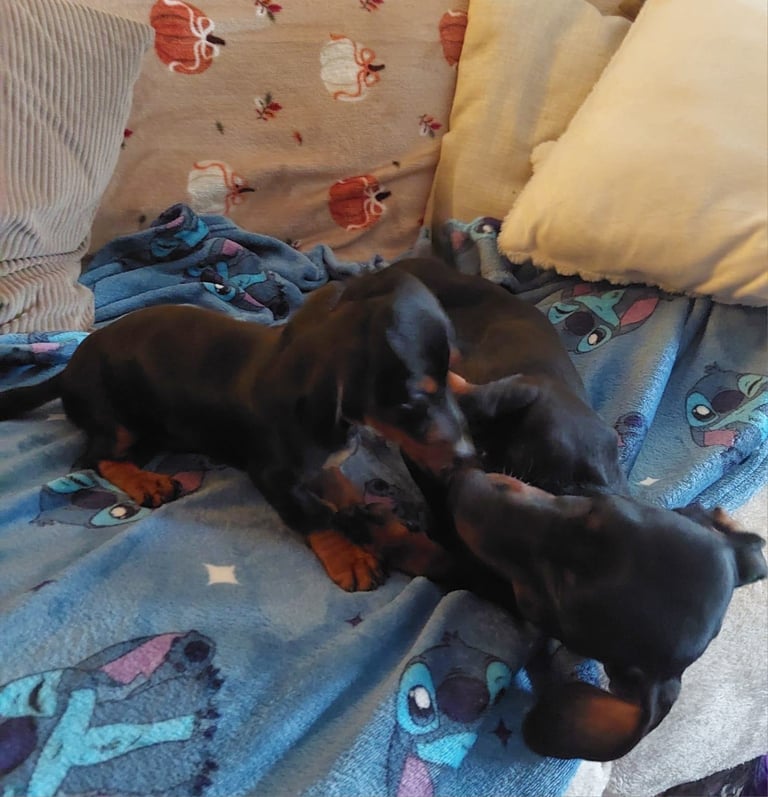 Dachshund pup