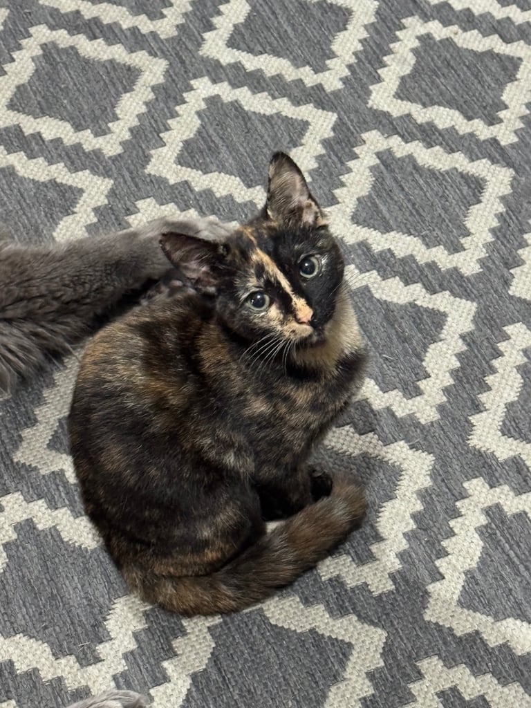 Female kitten 