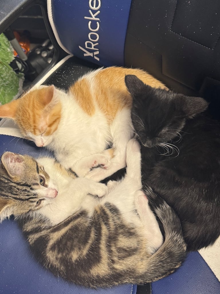 3 beautiful kittens looking for their forever homes
