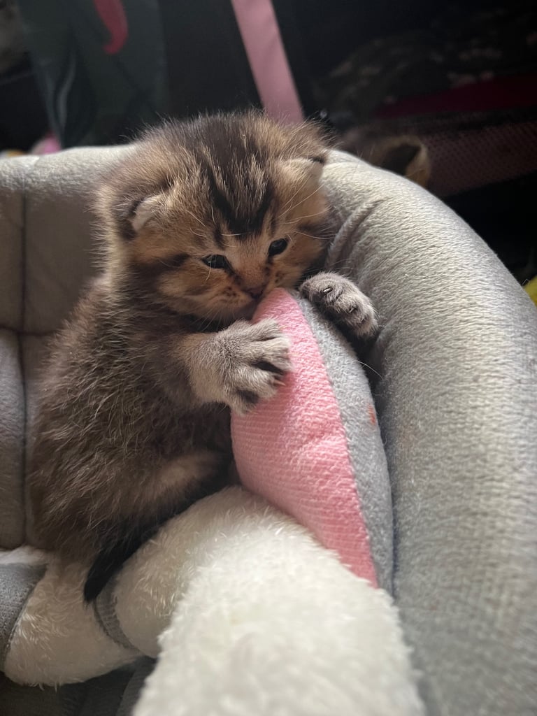 image for British shorthair kittens for sale 