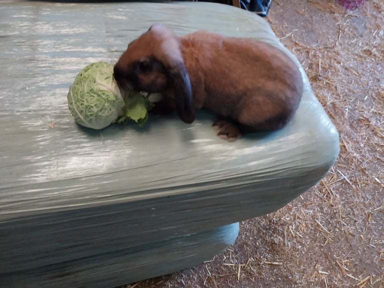 image for Baby rabbits ready to go