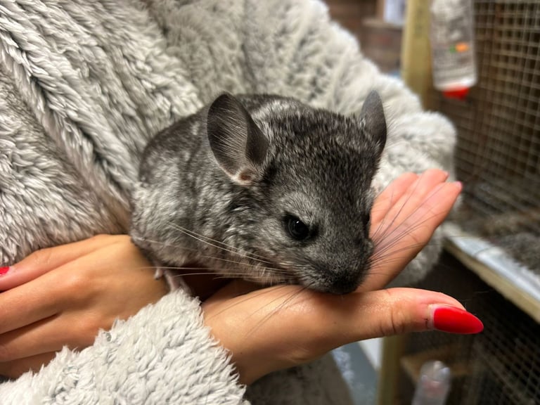 Pet chinchillas Small Furries for Sale Gumtree