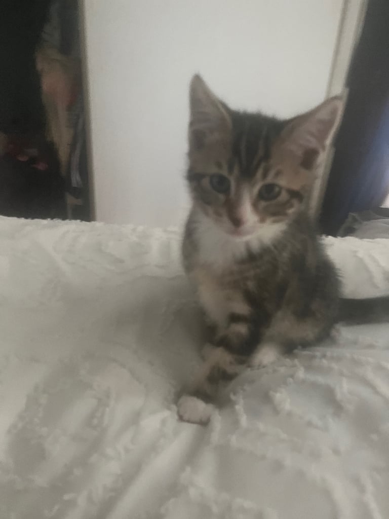  Sorry pending going to their new home now   Kittens - 12 week old boys 