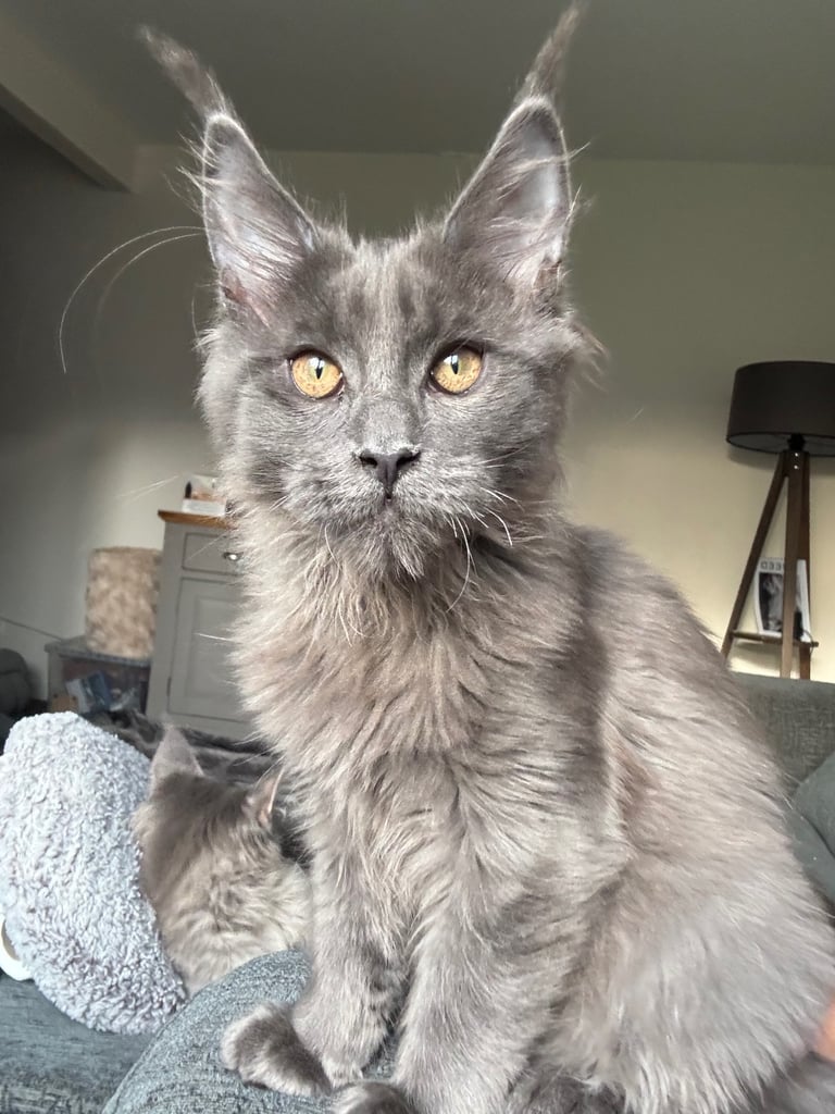 3 maine coon kittens 