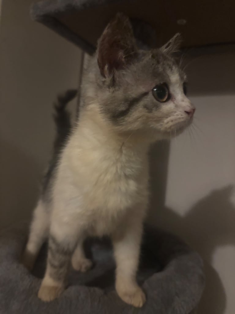 Half Persian kittens 