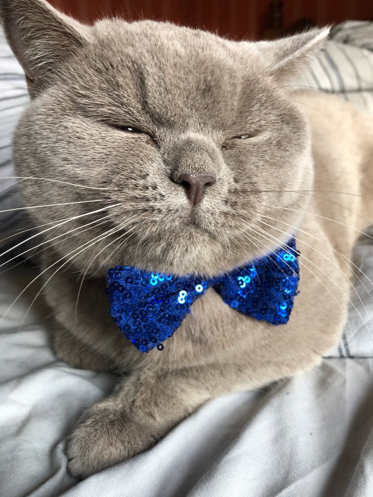 British Shorthair Cat