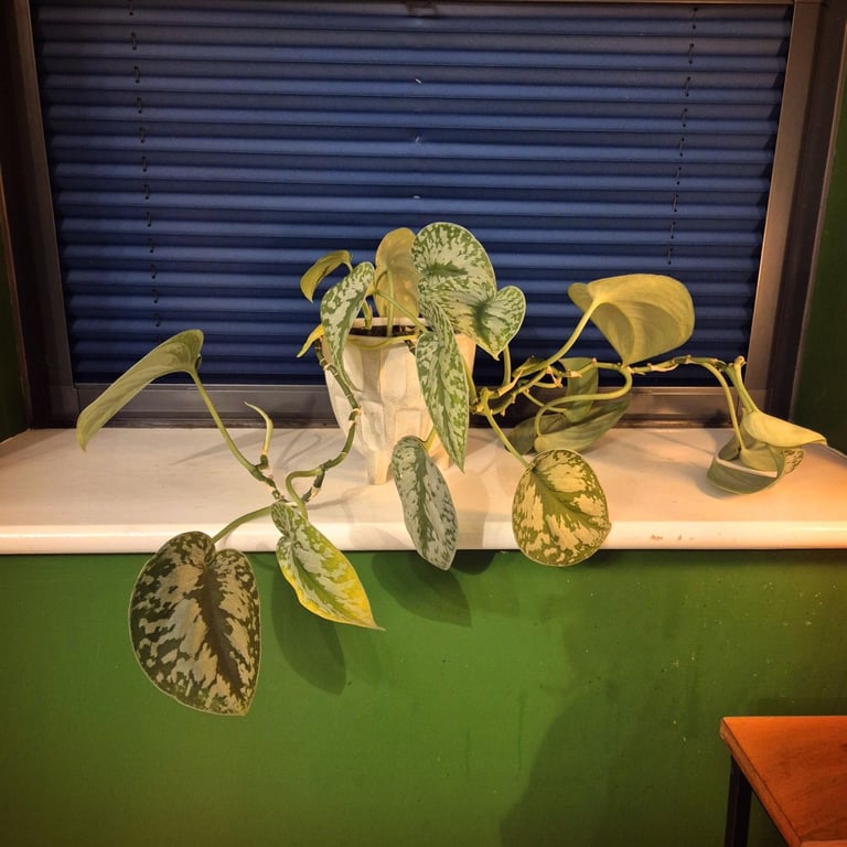 Satin Pothos house plant and pot
