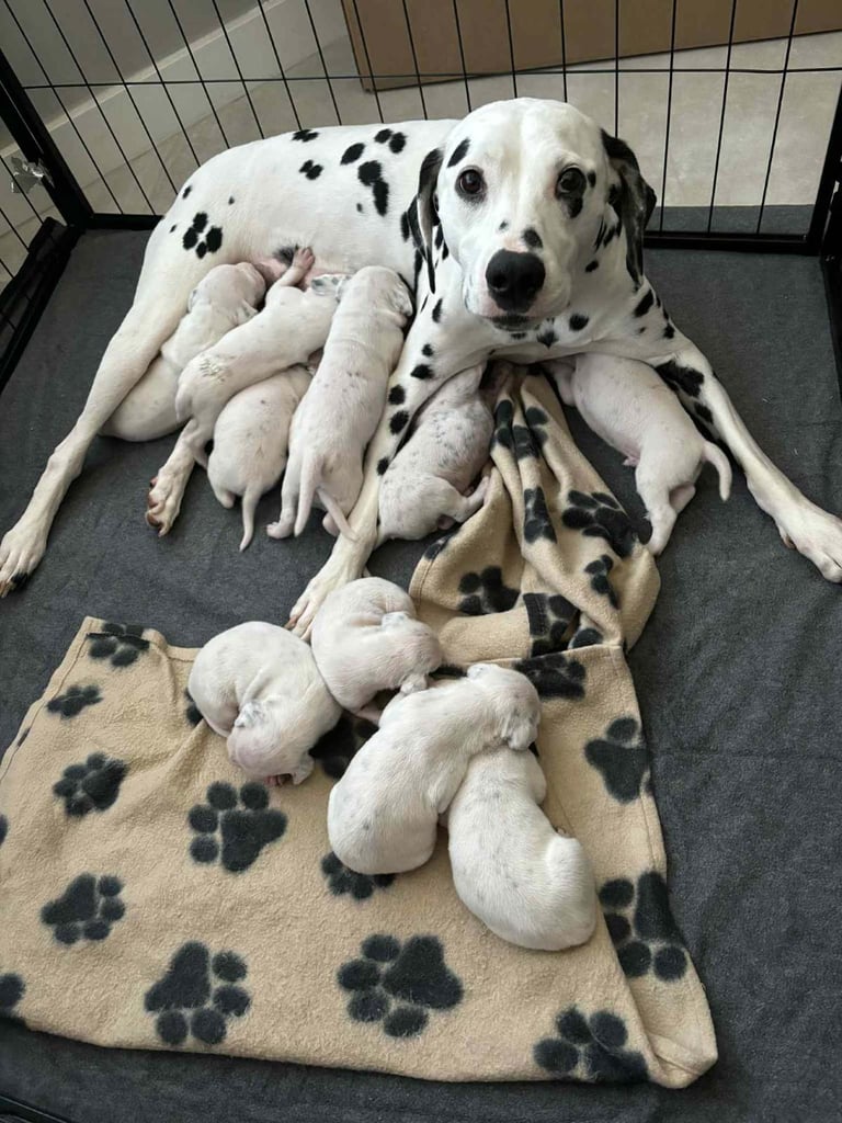 Dalmatians For Sale