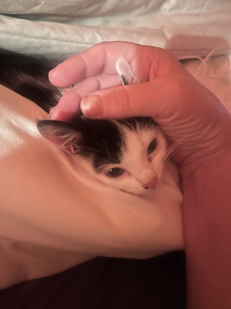Little girl kitten, eight weeks old