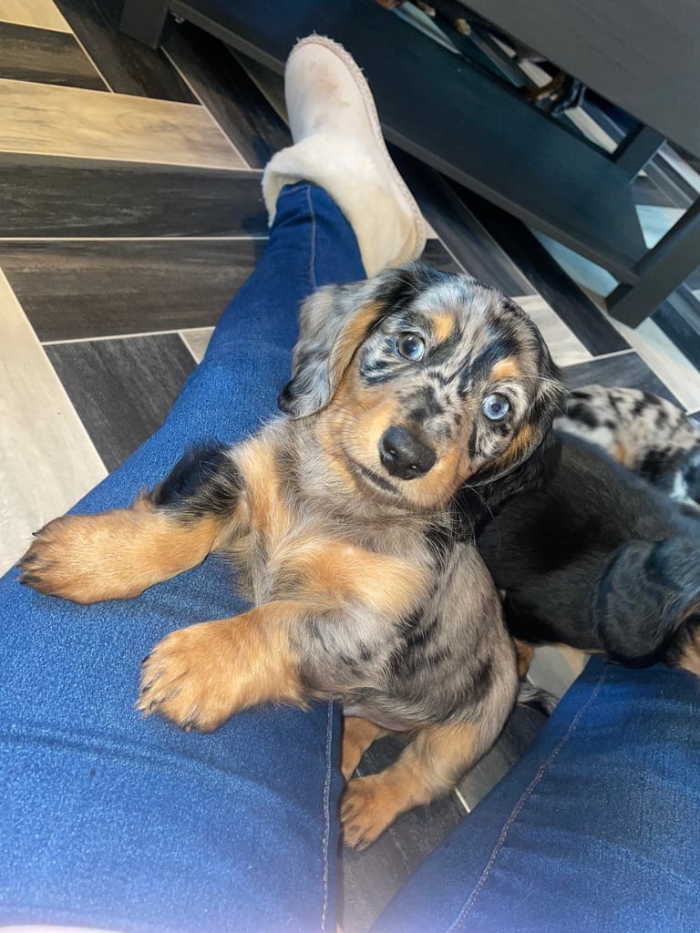 Long Haired Dachshund Puppies READY NOW!
