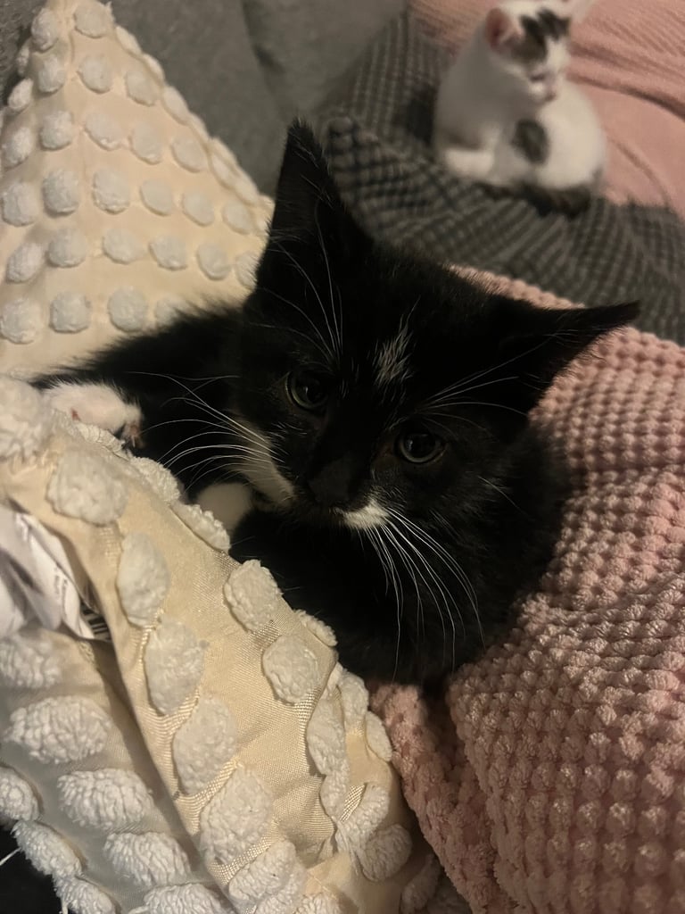 3 beautiful kittens ready for a new home 