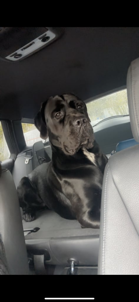 Cane corso puppies