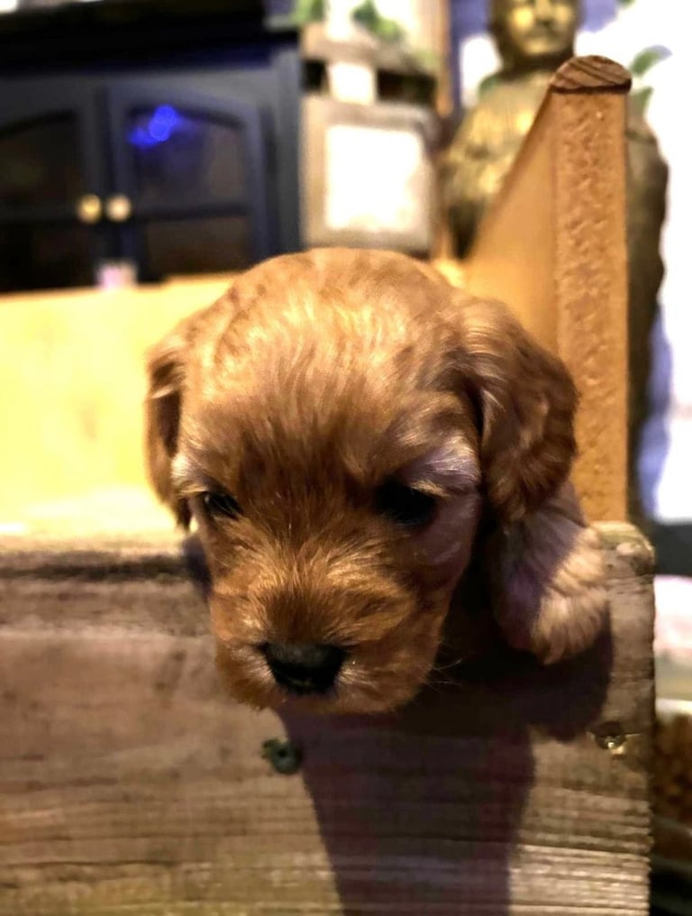 Cute Cavapoo Puppy Girl 