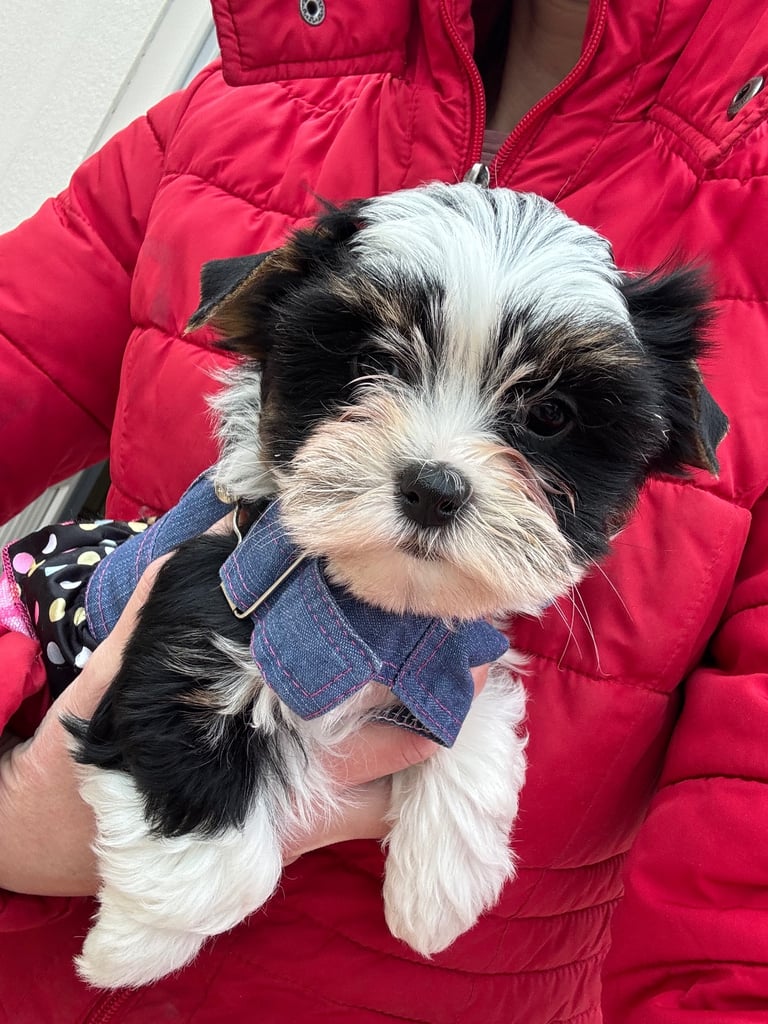 Very small Biewer & Biro Yorkshire Terrier puppies (registered) 