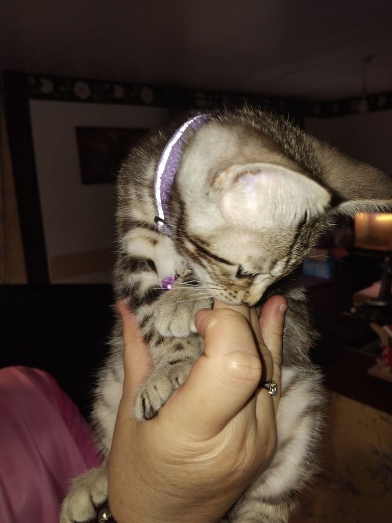 Bengal cross ragdol kittens