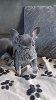 image for KC French Bulldog puppies  *1 girl left*