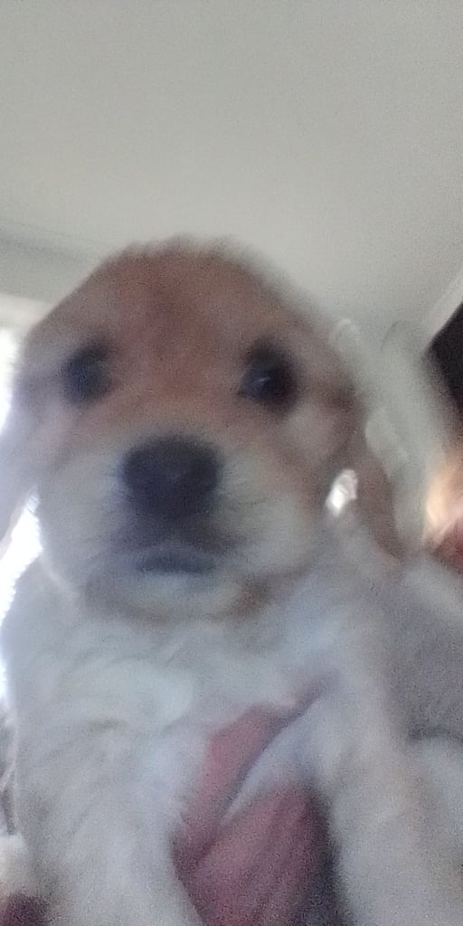 Cockapoo for sale.black and all so cream puppies 