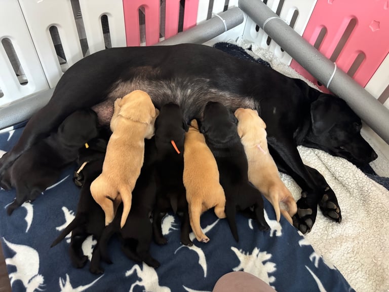 3 black KC Labradors available 