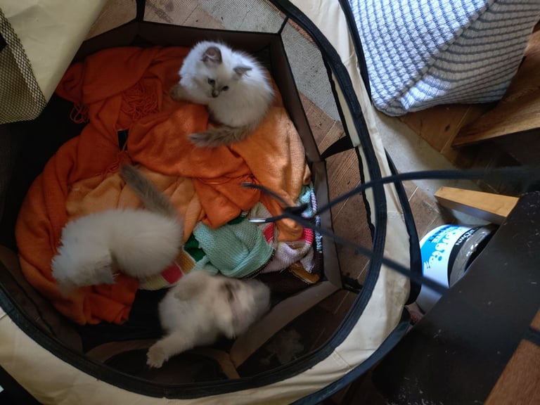 image for Ragdoll Purebred Bluepoint Kittens 