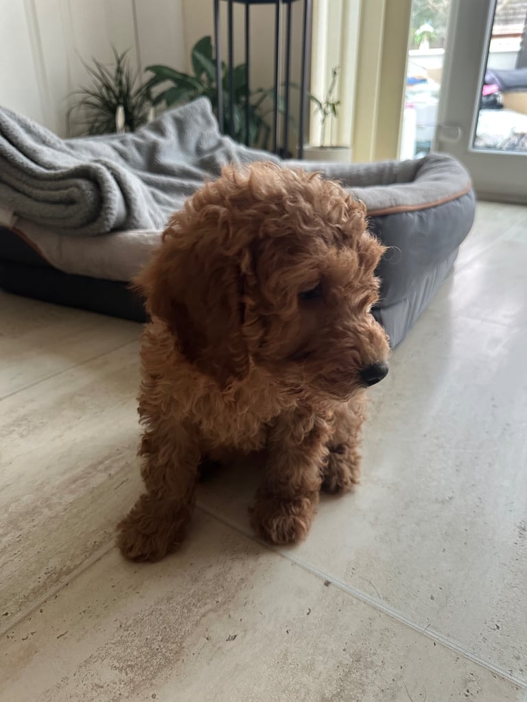 Cavapoo puppy for sale