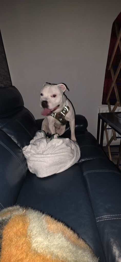 Male Staffy Needs a loving Home 