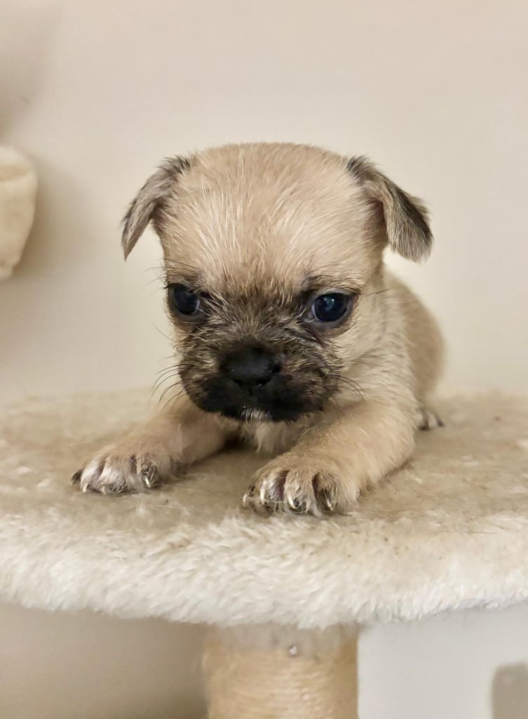  2 gorgeous puppies ready to leave 
