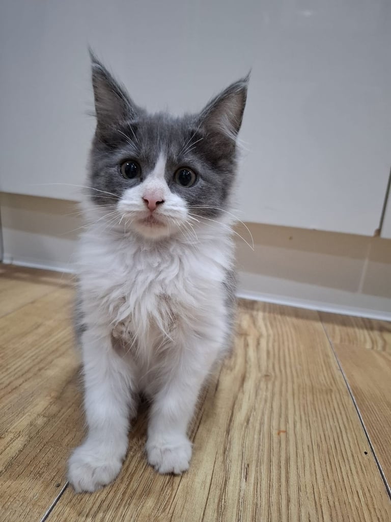 ✨ Maine Coon x Ragdoll Kittens for Sale ✨