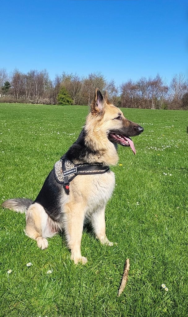 German Shepherd forever home needed