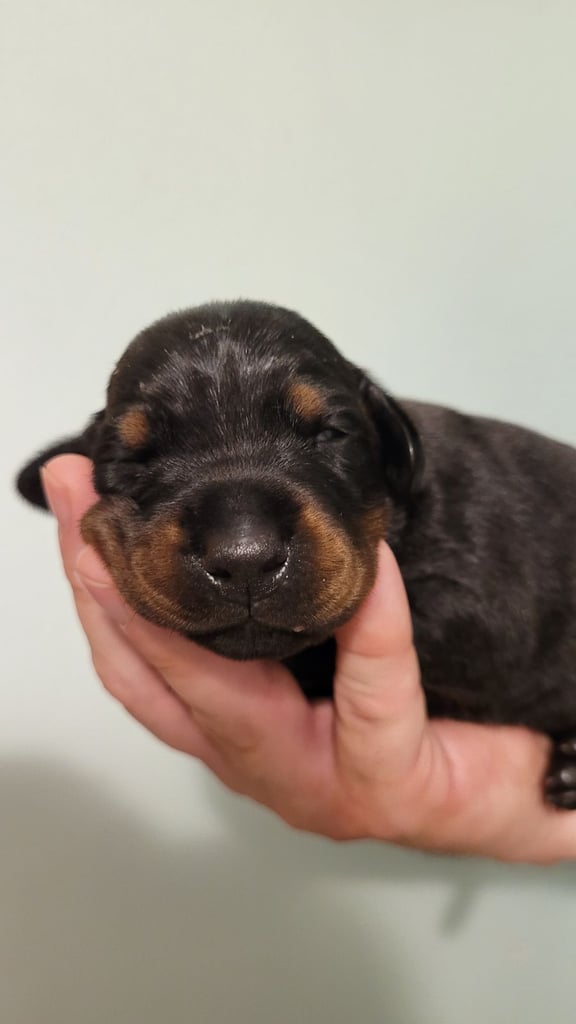 *all gone* Stunning KC reg Dobermann puppies 
