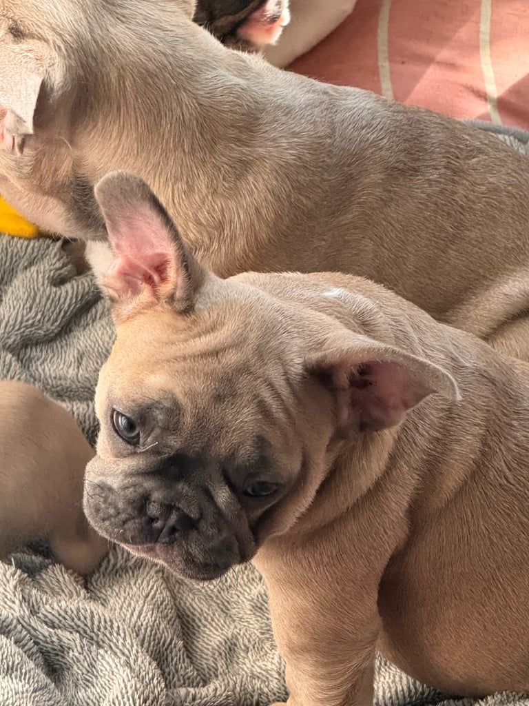 French bulldogs puppies