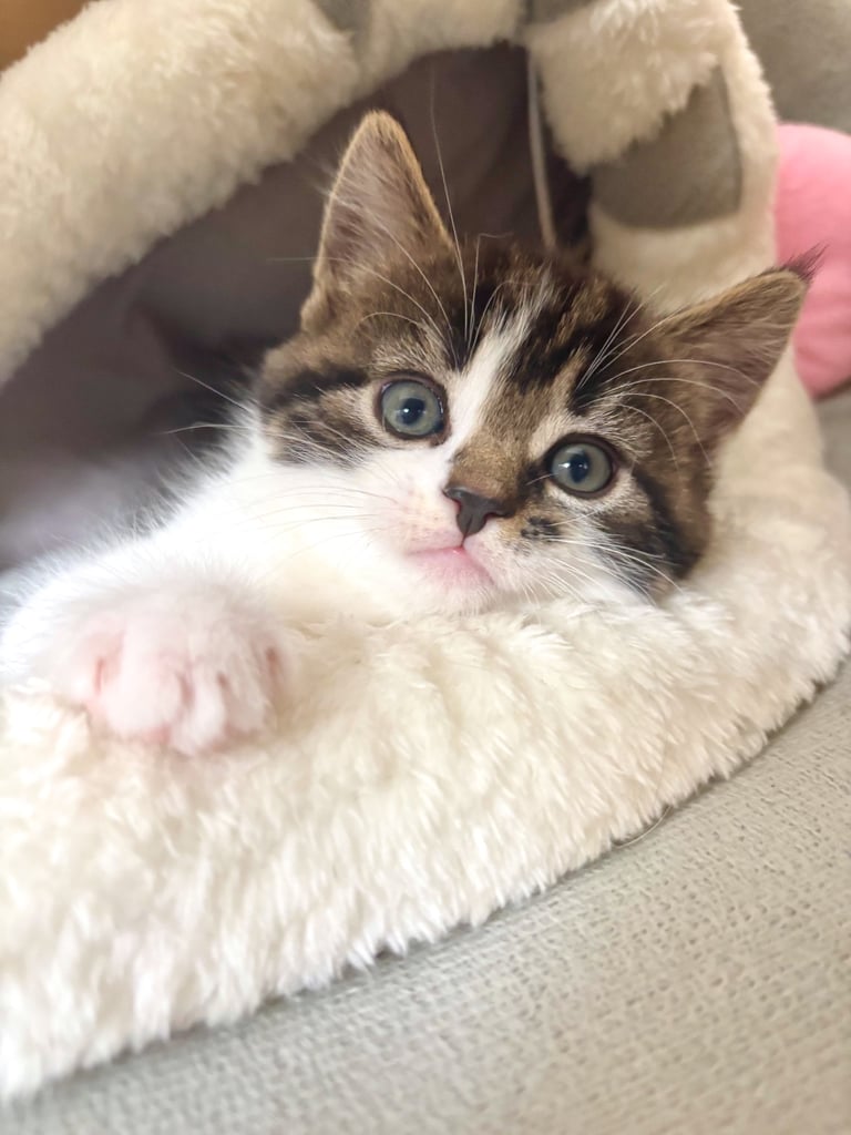 ✨Siberian Cross Kittens – 2 Boys – Hypoallergenic  £350. Ask about delivery