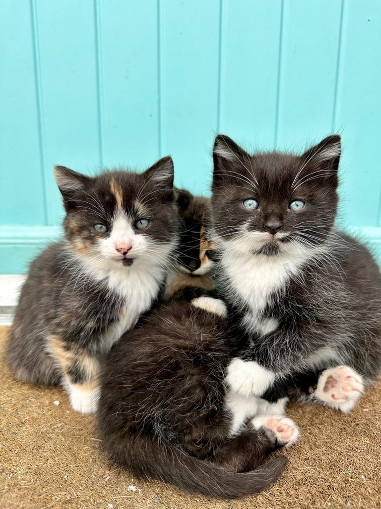 Kittens 