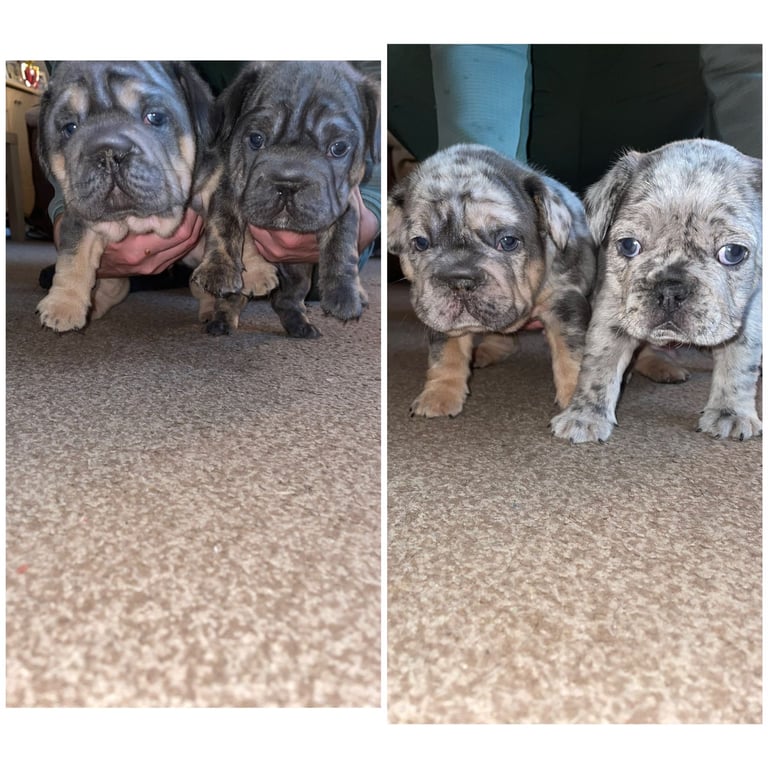 5 ⭐️ French bulldogs carrying fluffy 😍