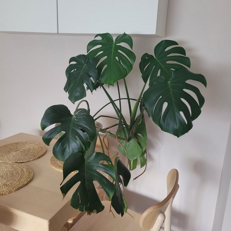 Large Monstera Plant 